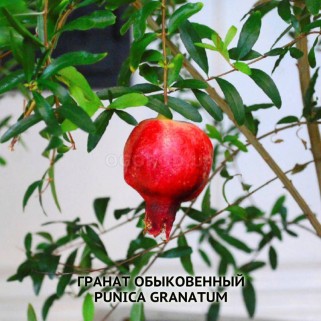 СЕМЕНА ГРАНАТА ОБЫКНОВЕННОГО / PUNICA GRANATUM - 10 шт.